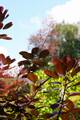 Cotinus coggygria Royal Purple IMG_0745 Perukowiec podolski